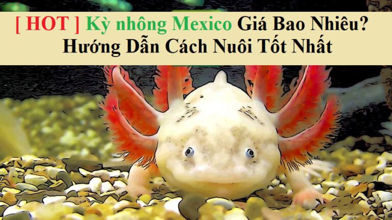 Kỳ nhông mexico giá bao nhiêu