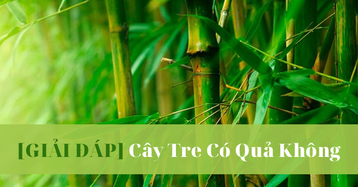 Cây tre có quả không