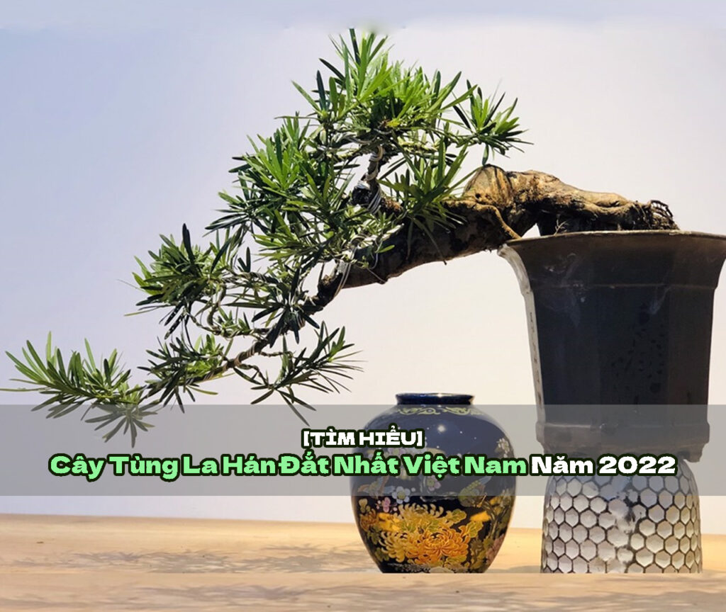 cây Tùng La Hán đắt nhất Việt Nam