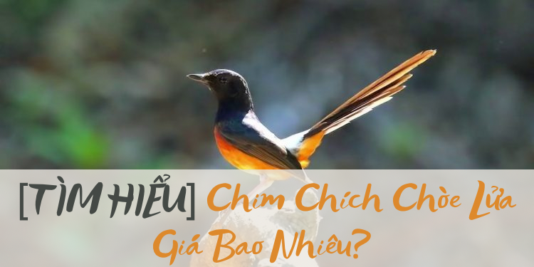 chim chích chòe lửa giá bao nhiêu