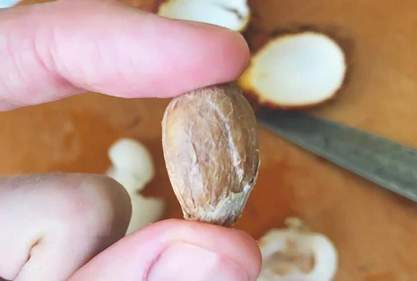 hạt chôm chôm có ăn được không
