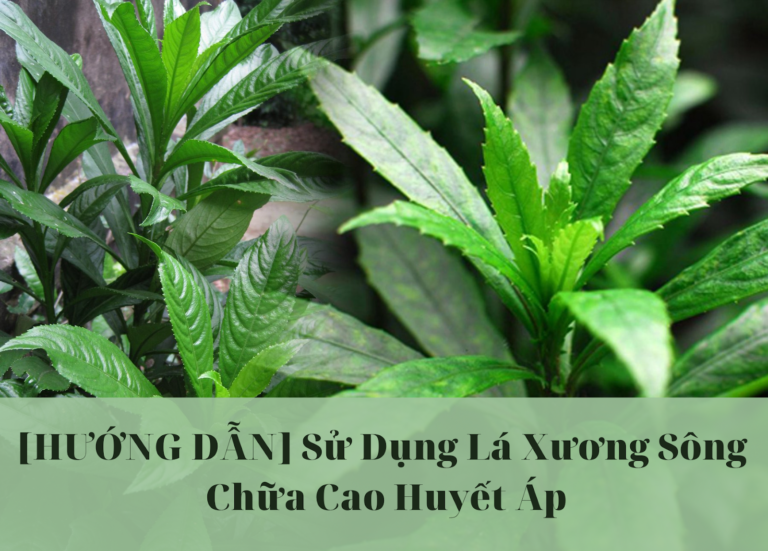 lá xương sông chữa cao huyết ap