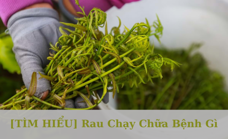 rau chạy chữa bệnh gì