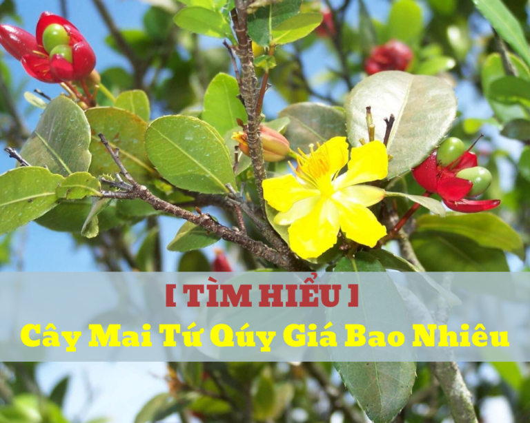 cây Mai tứ quý giá bao nhiêu