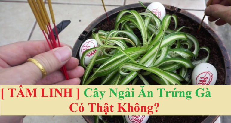 Cây ngải ăn trứng gà