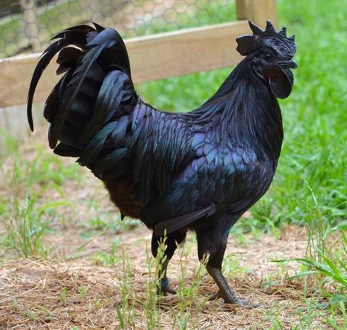 Gà đen Indonesia: Giống 'gà ác' Việt Nam mà giá đắt hơn 200 lần