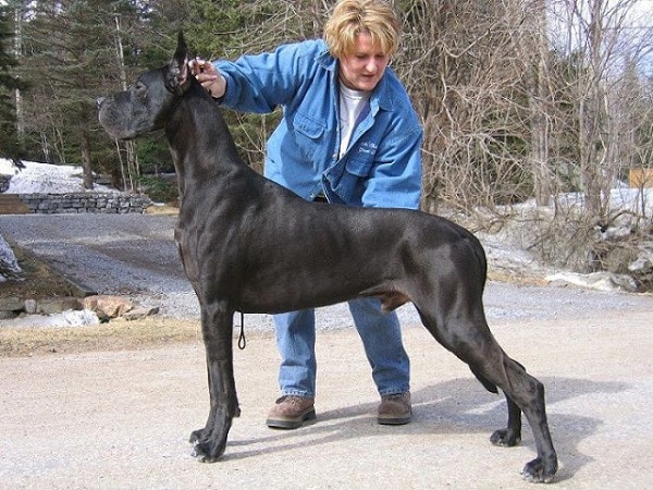 Chú chó Great Dane Zeus nổi tiếng